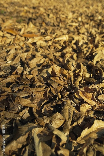 foglie d'autunno