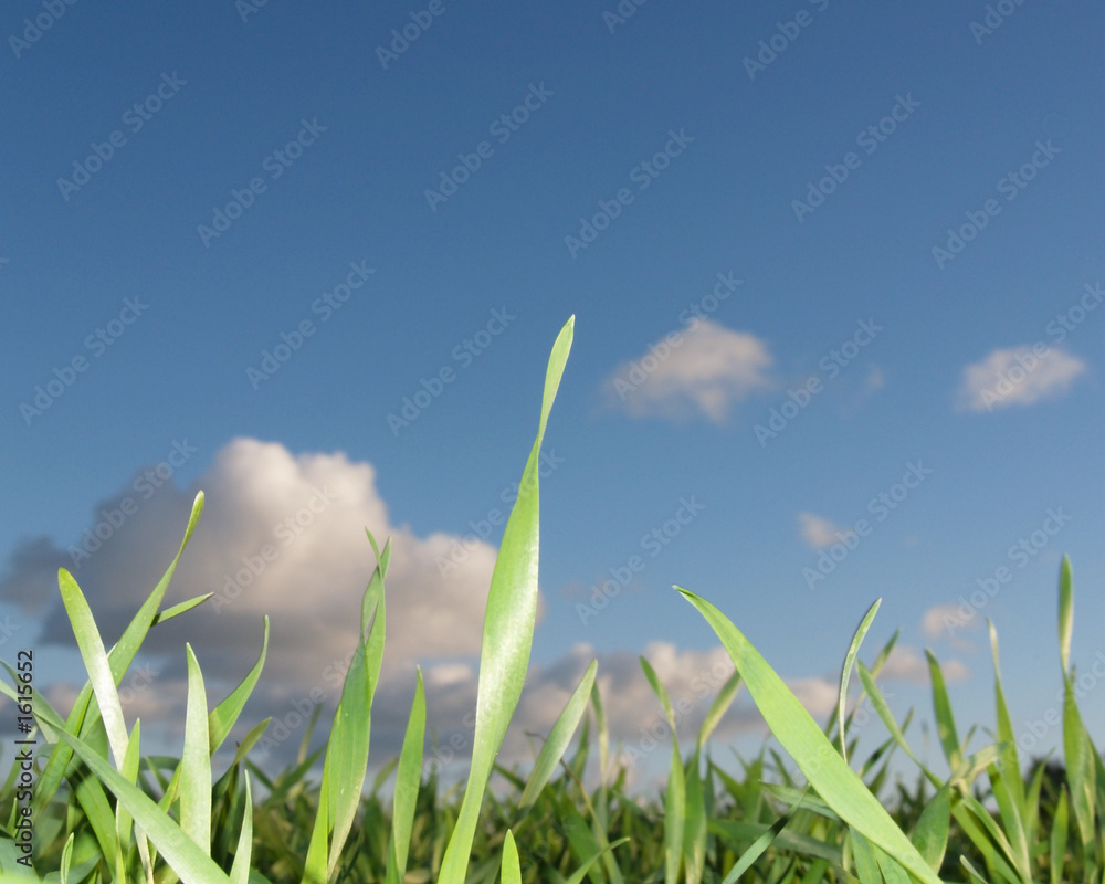 Obraz premium wiese und himmel 1
