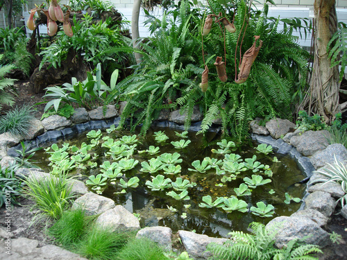 little lake with green bush photo