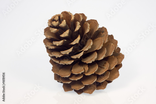 zapfen ao_061029_3713.cr2