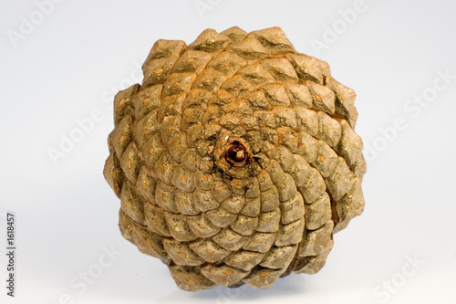 zapfen ao_061029_3718.cr2