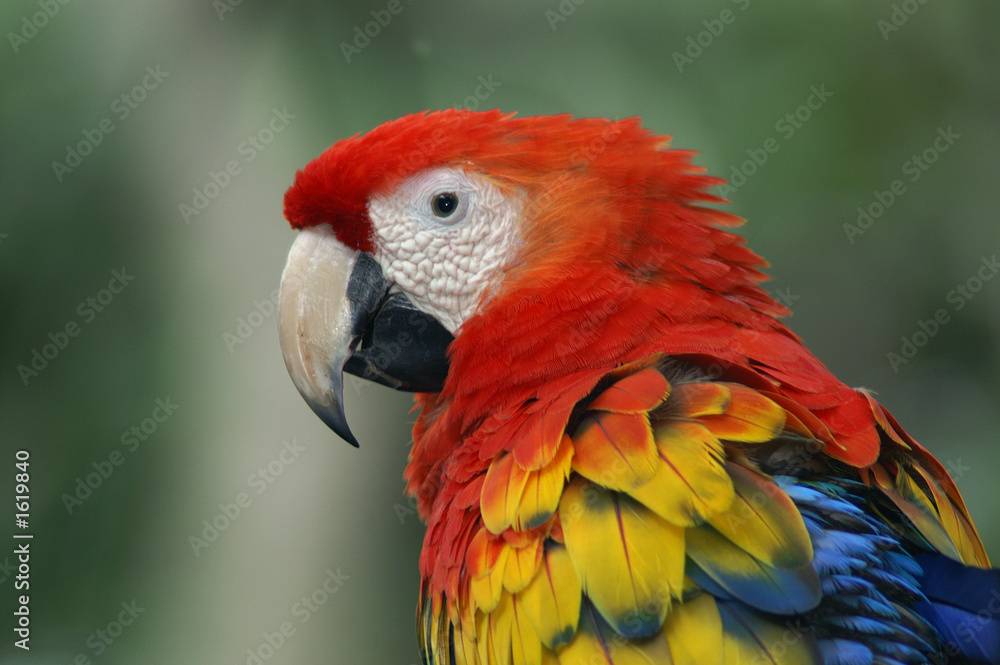 scarlet macaw