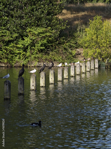 birds