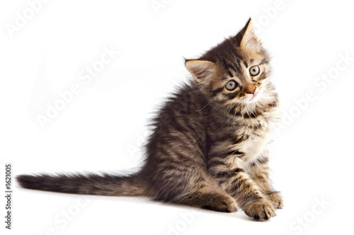 adorable small cat on white bottom