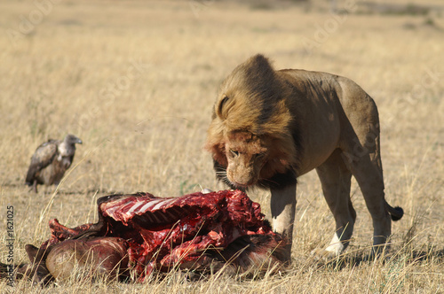 feeding lion