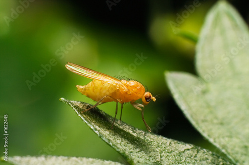 fruit fly drosophila on the leaf