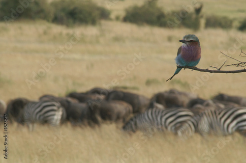 lilac breasted roller on the plains