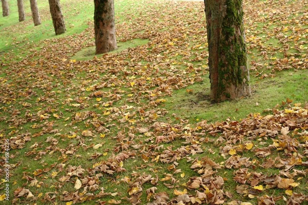 fall leaves