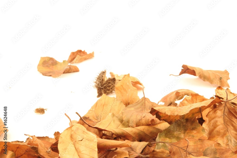 autumn leaves autumn leaves