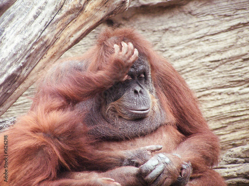 orangutan   mother and child   monkey