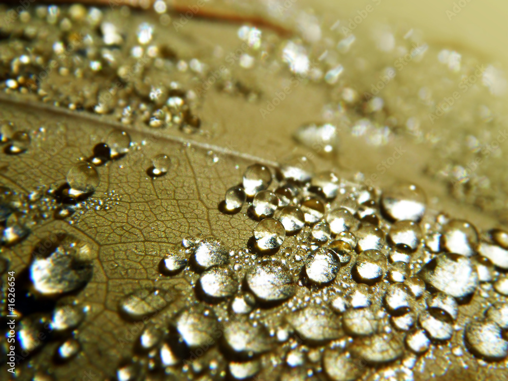 dew drops dew drops