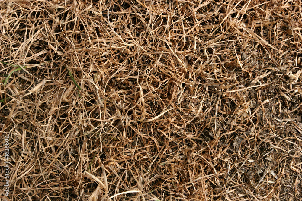 grass in drought