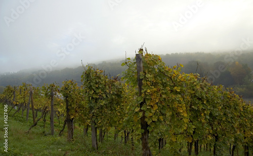 vignoble en automne photo