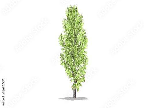 Foto arbre baum et feuilles vertes