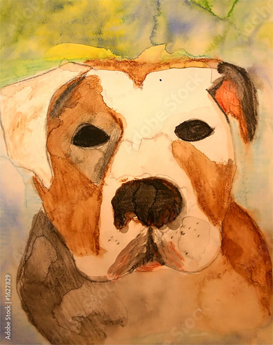 pit bull