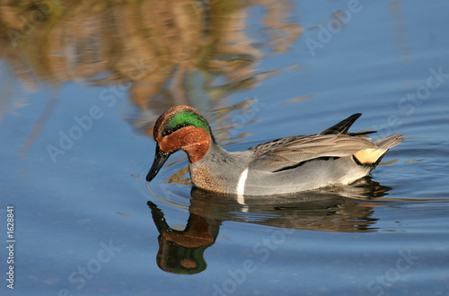 green winged teal