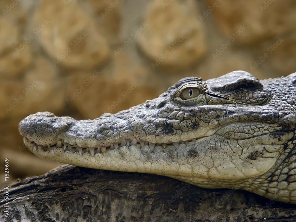 crocodile profile crocodile profile