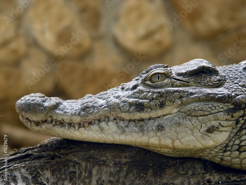 crocodile profile