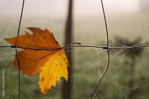 autumn leave