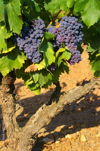 grappes de raisins rouges sur un pied de vigne