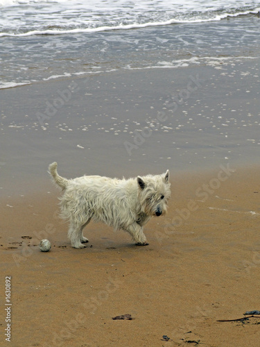 perro jugando en la playa © Marco Antonio Fdez.