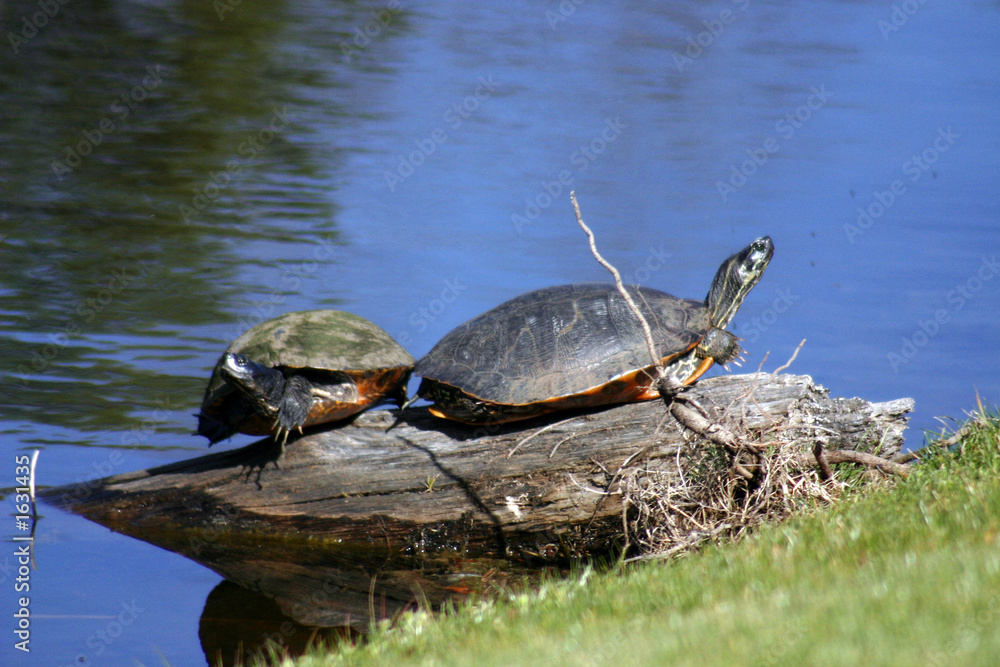 Obraz premium turtles