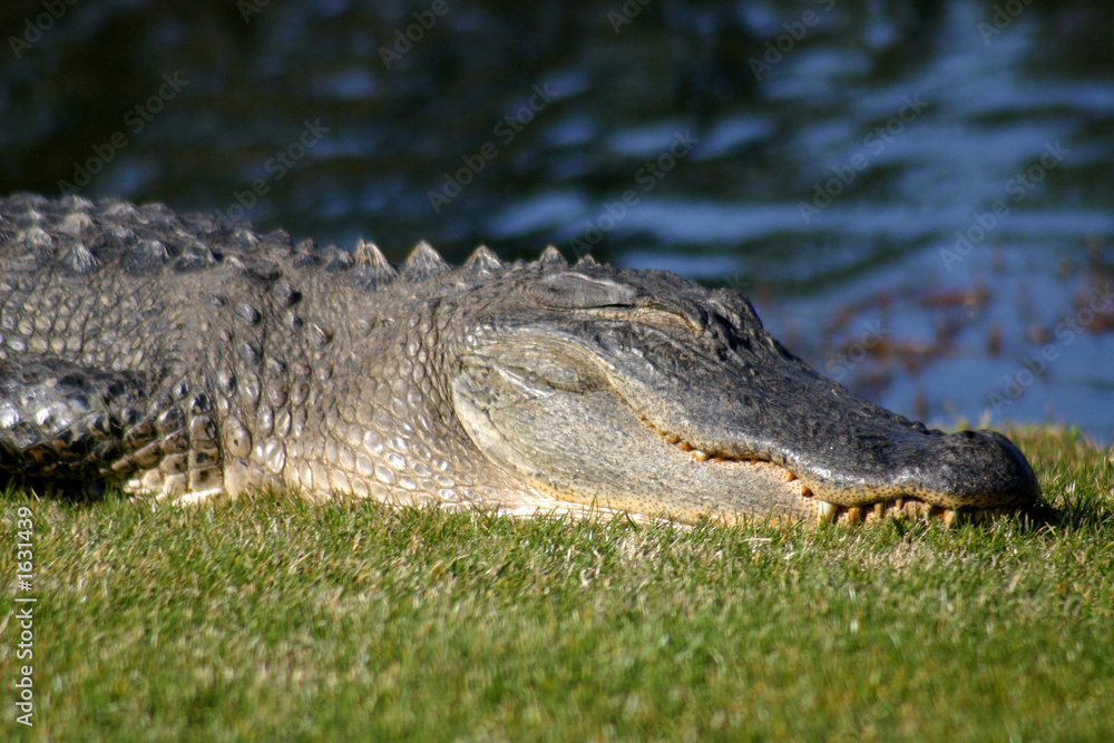 crocodile crocodile