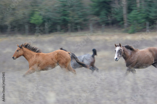 running horses!