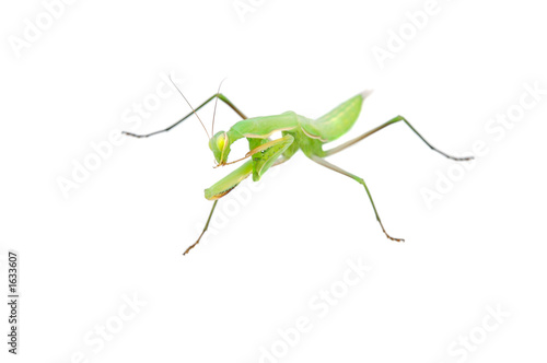 insect mantis on white bottom