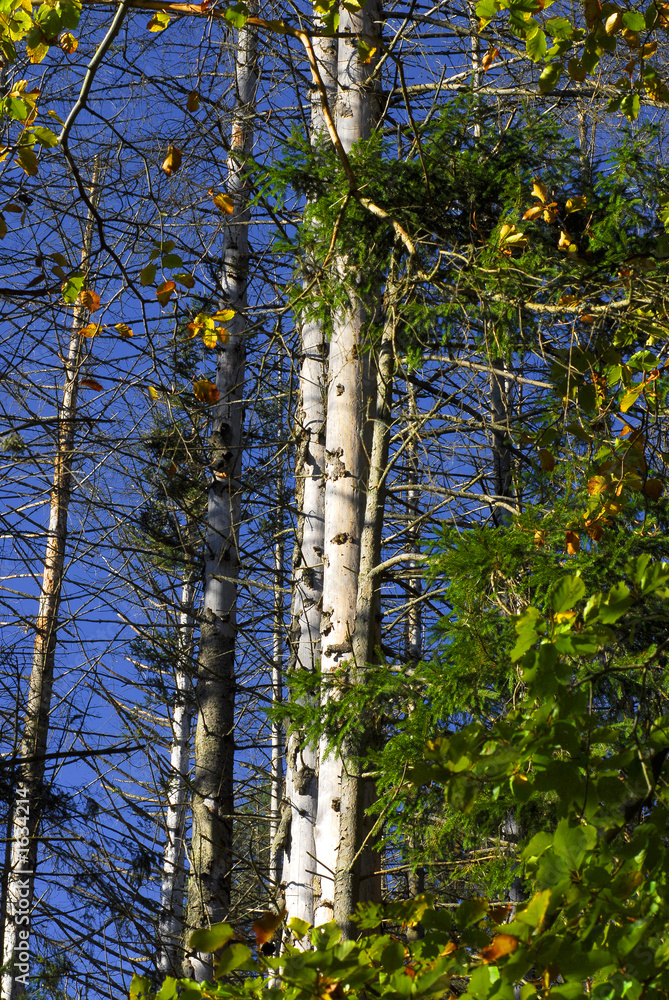 Fototapeta premium arbres 3