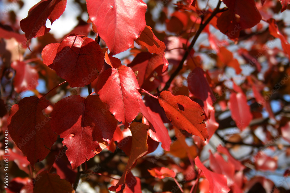 Fototapeta premium red leaves
