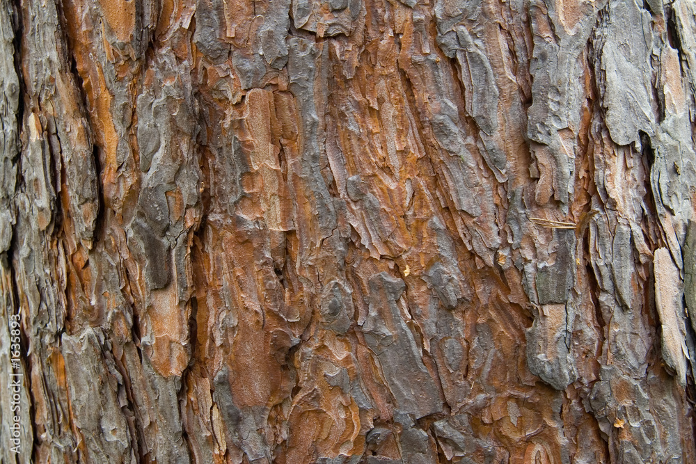 pine bark pine bark