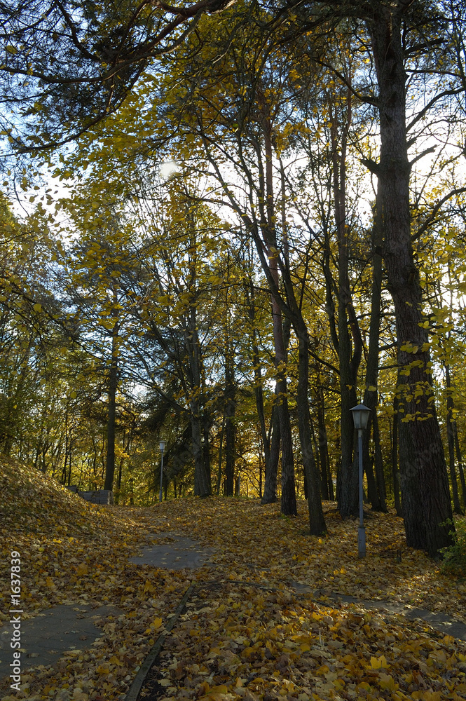 Obraz premium autumn park