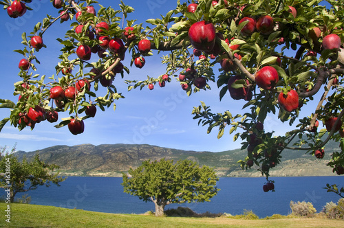 apples in paradise