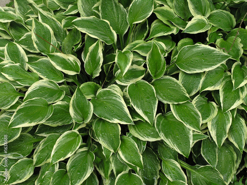 hosta