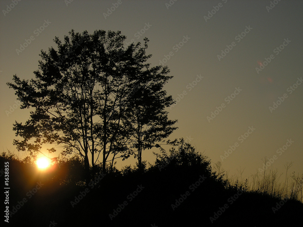 sunset - tree sunset - tree