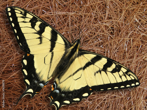 swallowtail butterfly - pinestraw photo