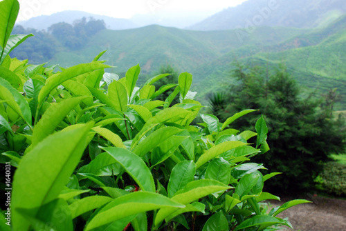 tea plantation photo