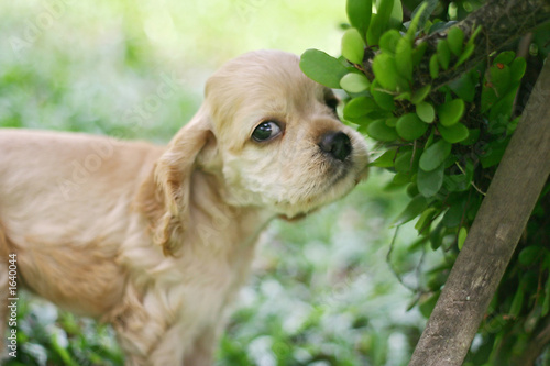 puppy