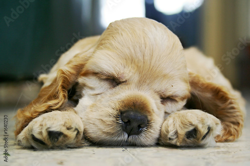 cute sleeping puppy