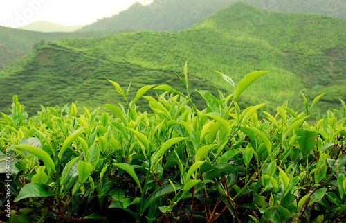 tea plantation #1640272