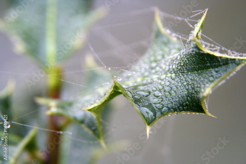 feuille de houx photo