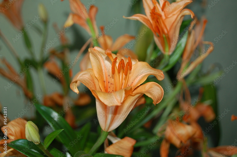Obraz premium orange lily