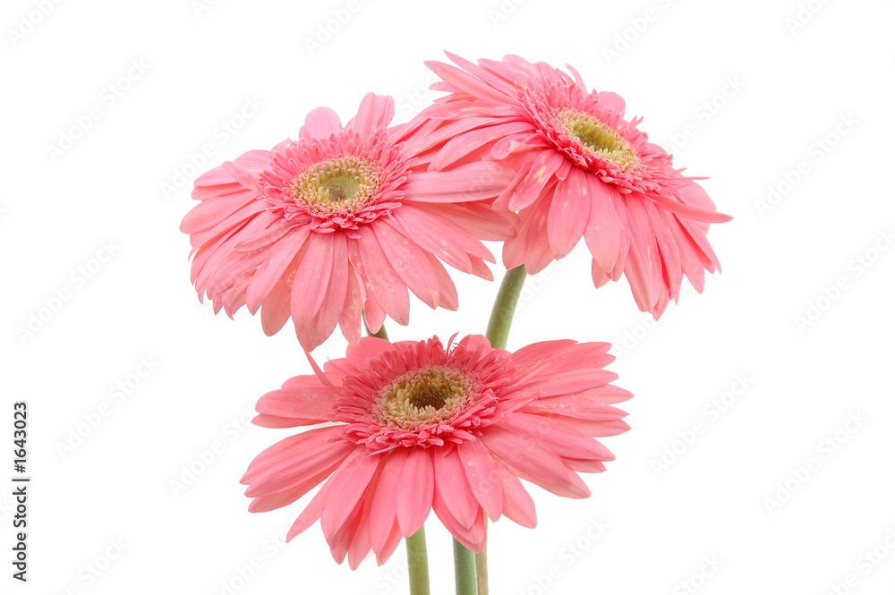pink gerber daisies pink gerber daisies