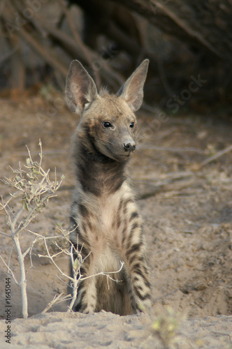 rarely seen striped hyena