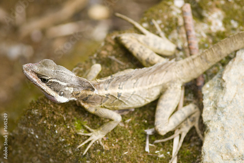 basilisk lizard in costa rica