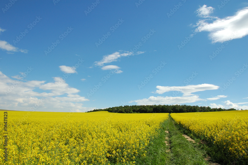 Fototapeta premium summer landscape