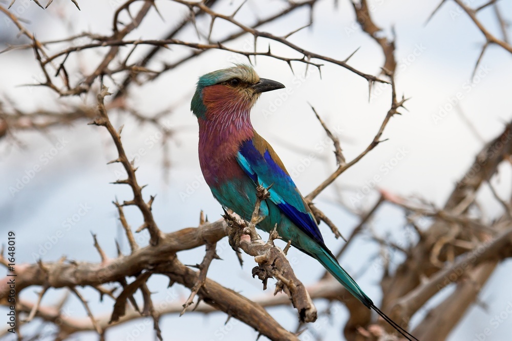 lilac breasted roller lilac breasted roller