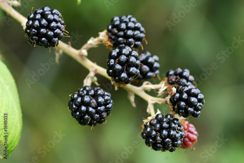 blackberries