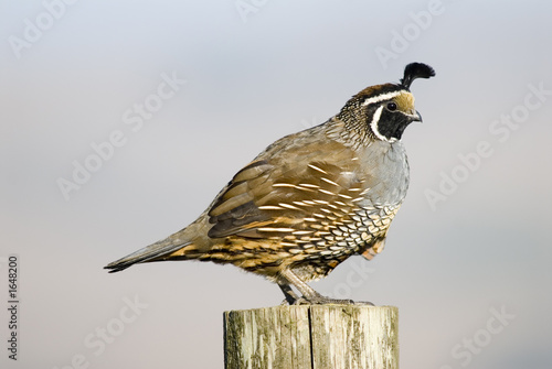 Fototapeta california quail